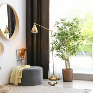 Hand-Selected Natural Bamboo Plant