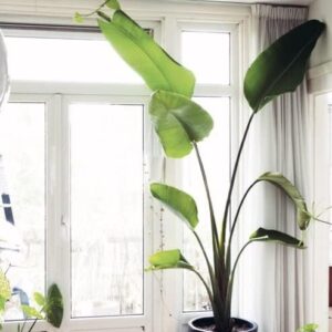 Version 1.0.0 Kolaboti Healthy Real Plant