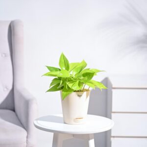 Golden Money Plant Indoor with Pot
