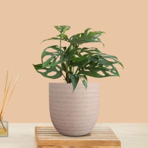 Heart Plant in Eco Pot