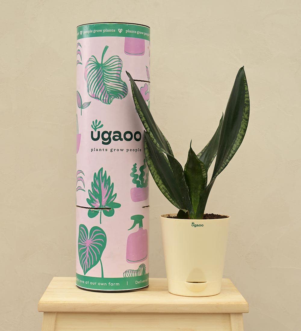 Snake Succulent Live Plant with Pot - Image 4