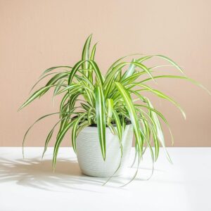 Spider Plant Indoor Live Plant