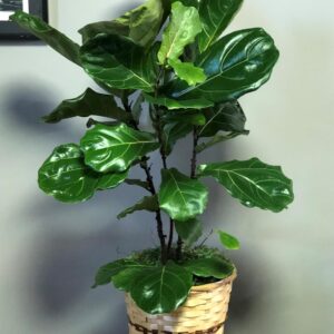 81Vr6V-ZrPL._SL1500_.jpg Moraceae Live Plant